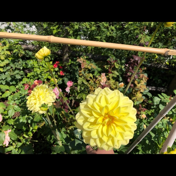 Meet your Posher, Cynthia - Picture 7 of 15